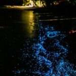 Full Clear Kayak Bioluminescent Experience Vieques, Puerto Rico - The Sum Up