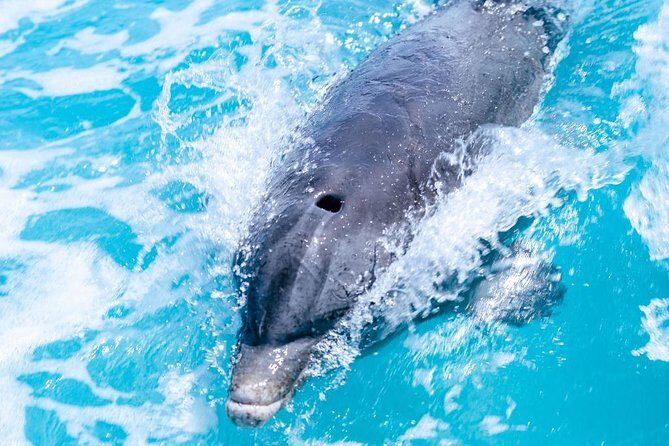 Full day 7hours- beach bbq, snorkel, Iguana island, half moon bay pine cay, Fun! - Final Thoughts