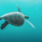 Full-day Adventure Tour at Kicker Rock (León Dormido) - Final Thoughts