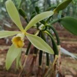 Full day at Hacienda cacaoymango and vanilla greenhouse. - Who will love this tour?