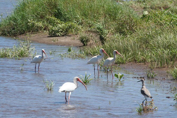 Full-Day Caño Negro Wildlife Refuge Boat Tour - A Detailed Look at the Caño Negro Wildlife Refuge Boat Tour