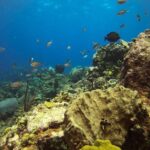 Full-Day Catalina Island Scuba Diving Tour from La Romana - Who Should Consider This Tour
