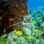 Full-Day Catalina Island Scuba Diving Tour from Punta Cana - Final Thoughts: Is This Tour for You?