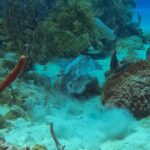 Full-Day Catalina Island Snorkeling Tour from La Romana - A Deep Dive into the Experience