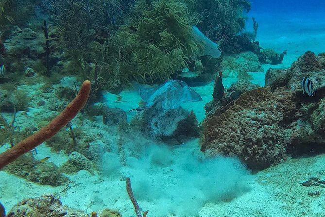 Full-Day Catalina Island Snorkeling Tour from La Romana - A Deep Dive into the Experience