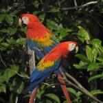 Full day Chuncho macaw clay lick ( big and colorful macaws) - An In-Depth Look at the Full-day Chuncho Macaw Tour