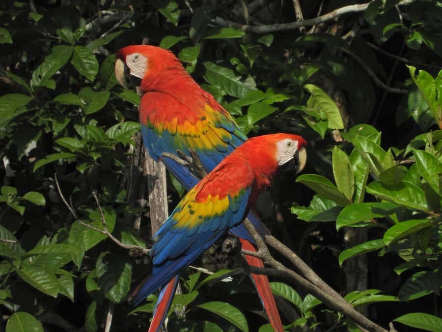 Full day Chuncho macaw clay lick ( big and colorful macaws) - An In-Depth Look at the Full-day Chuncho Macaw Tour