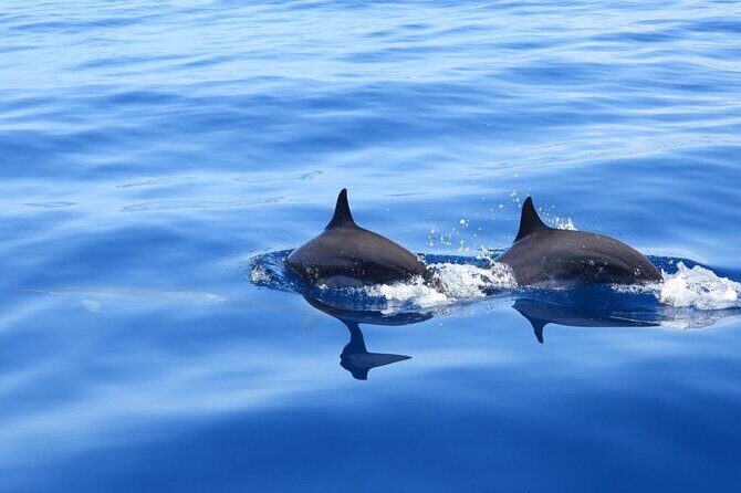 Full day EN Catamaran Martinique Dolphins and Turtles - The Experience: What You Can Expect