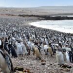 Full day excursion to Pedral, Guided visit to the Penguin Colony and countryside day with lunch - Final Thoughts