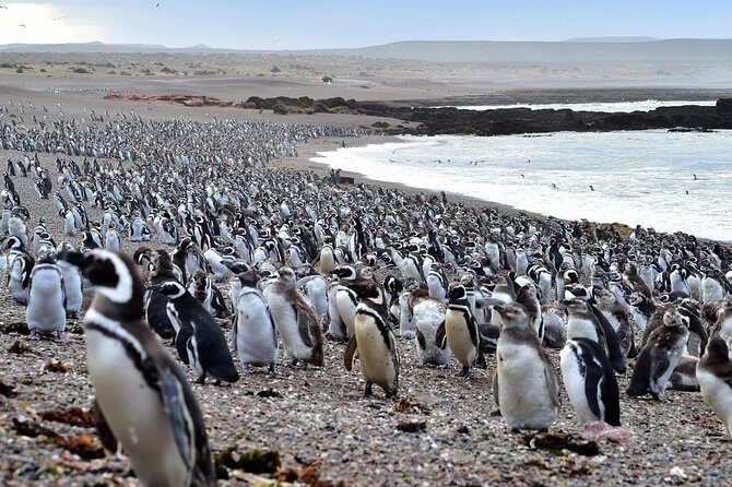 Full day excursion to Pedral, Guided visit to the Penguin Colony and countryside day with lunch - Final Thoughts