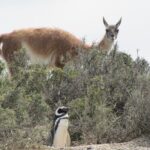 Full-day excursion to Punta Tombo Natural Penguin Park - Why This Tour Offers Excellent Value