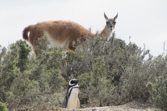 Full-day excursion to Punta Tombo Natural Penguin Park - Why This Tour Offers Excellent Value
