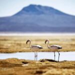 Full day excursion to Salinas Lagoon Arequipa - An In-Depth Look at the Salinas Lagoon Tour