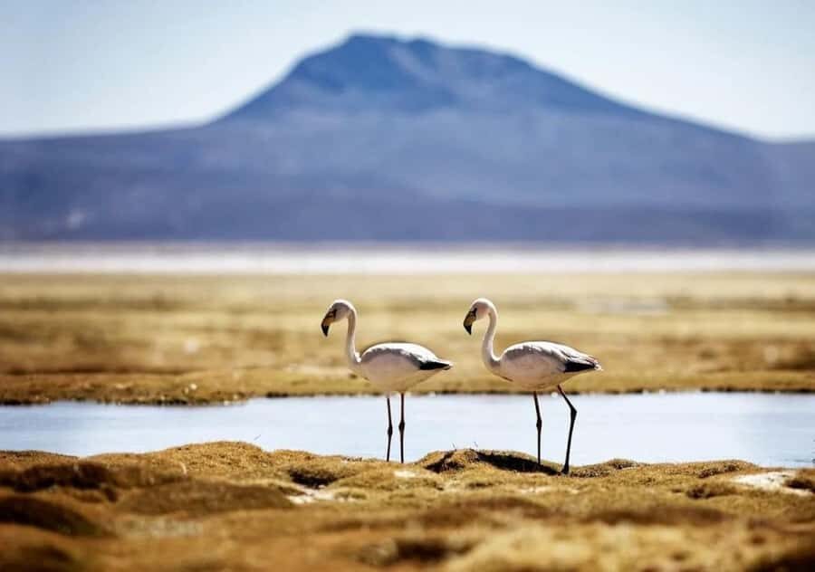 Full day excursion to Salinas Lagoon Arequipa - An In-Depth Look at the Salinas Lagoon Tour