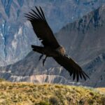 Full day excursion to the Colca Canyon and transfer to Puno. - A Closer Look at the Full-Day Tour