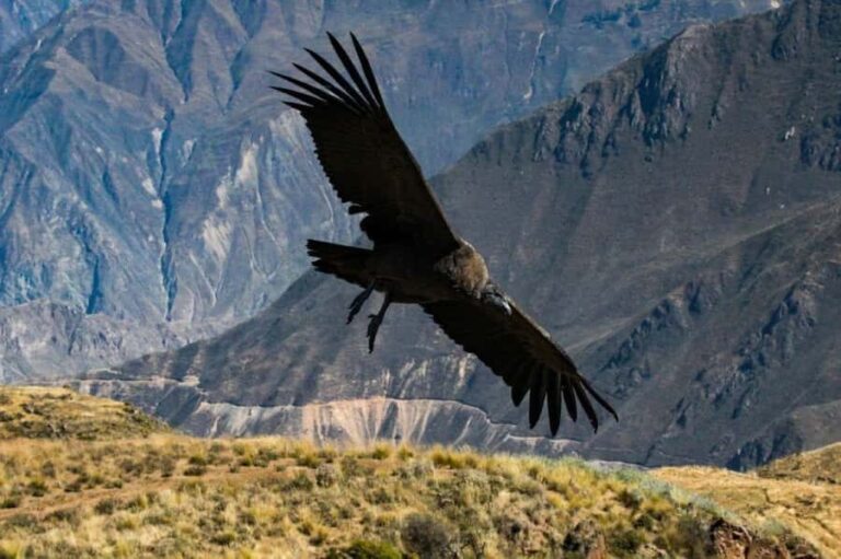 Full day excursion to the Colca Canyon and transfer to Puno. - A Closer Look at the Full-Day Tour