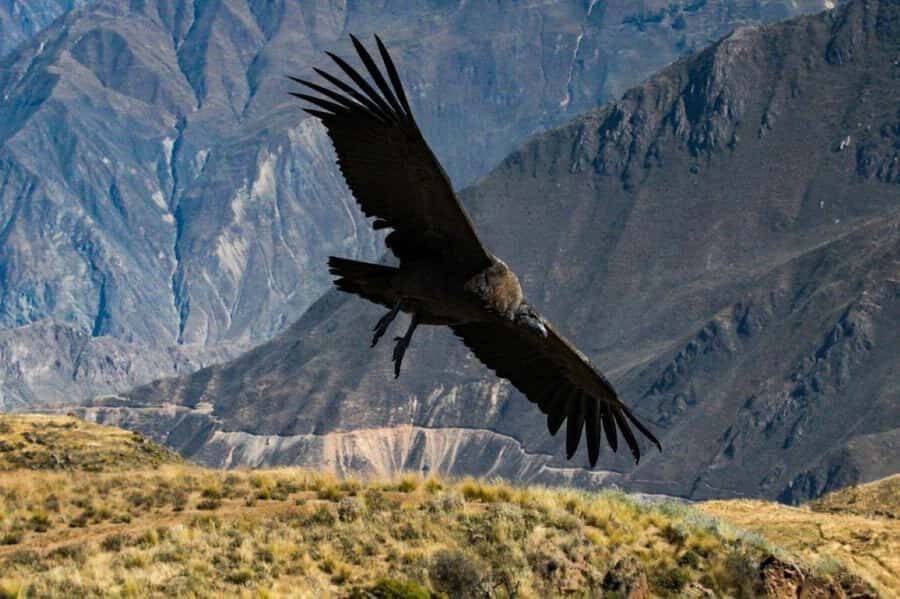 Full day excursion to the Colca Canyon and transfer to Puno. - A Closer Look at the Full-Day Tour