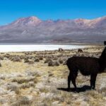 Full day excursion to the Salinas Lagoon Arequipa - Detailed Review of the Salinas Lagoon Day Tour