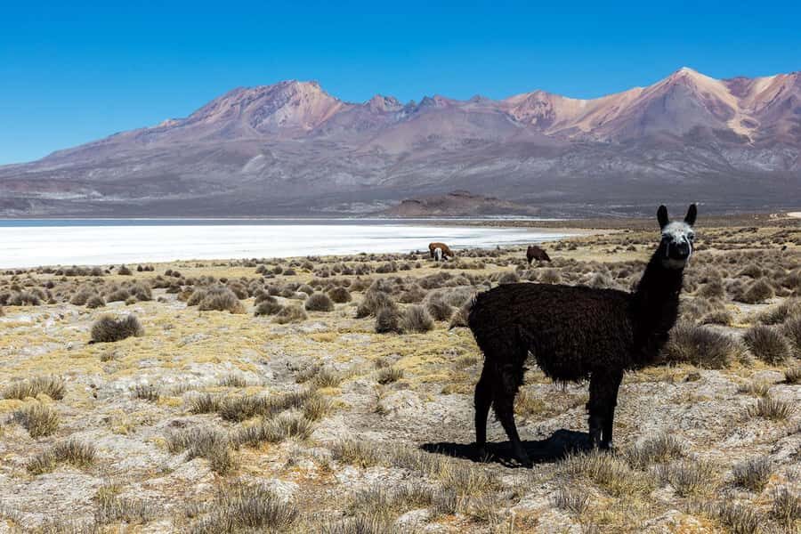 Full day excursion to the Salinas Lagoon Arequipa - Detailed Review of the Salinas Lagoon Day Tour