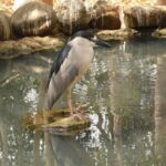 Full Day for Bird Watching with Visit to Isla Baru - Frequently Asked Questions (FAQs)