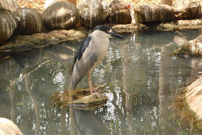 Full Day for Bird Watching with Visit to Isla Baru - Frequently Asked Questions (FAQs)