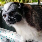 Full-Day Gatun Lake and Indian Village Tour from Panama City - Who Will Love This Tour?