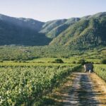 Full Day Guided Trip to Casablanca Valley - Visit to 2 Vineyards - Key Points