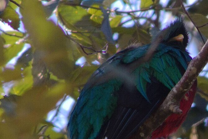 Full day hiking and bird watching at Savegre River San Gerardo near to San Jose - Final Thoughts: Who Is This Tour Best For?