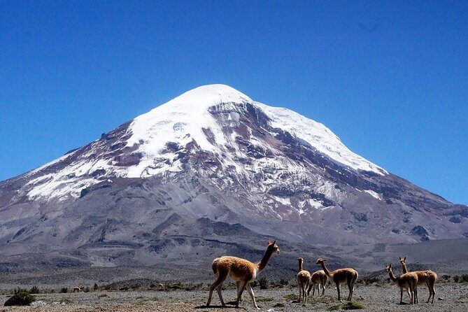 Full-Day Hiking Experience of Chimborazo Volcano with Lunch - A Thorough Look at the Chimborazo Full-Day Hike