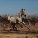 Full Day Horseback Riding - What Makes This Tour Special?