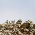 Full Day in Paracas, Ica and Huacachina with Yacht Tour - The Dunes of Huacachina