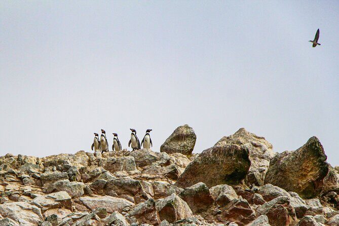 Full Day in Paracas, Ica and Huacachina with Yacht Tour - The Dunes of Huacachina