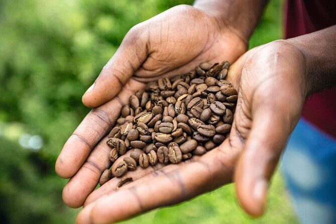 Full-Day Kingston and Blue Mountains Private Guided Tour