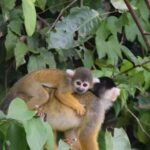 FULL DAY LAKE SANDOVAL & THE MONKEY HOUSE - An In-Depth Look at the Tour Experience