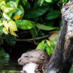 FULL DAY LAKE SANDOVAL & THE MONKEY HOUSE - Wildlife Watching and Scenic Highlights