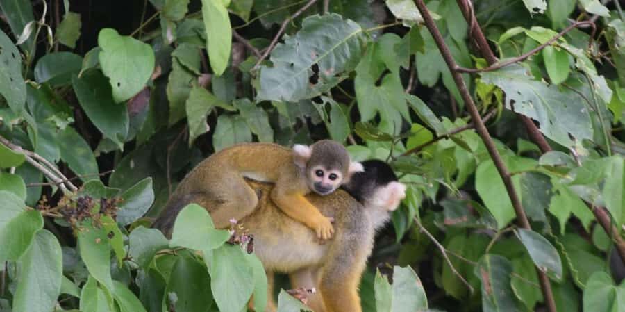 FULL DAY LAKE SANDOVAL & THE MONKEY HOUSE - An In-Depth Look at the Tour Experience