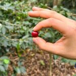 Full Day learning about the Process of the Best Coffee in the World - A Deep Dive Into the Itinerary