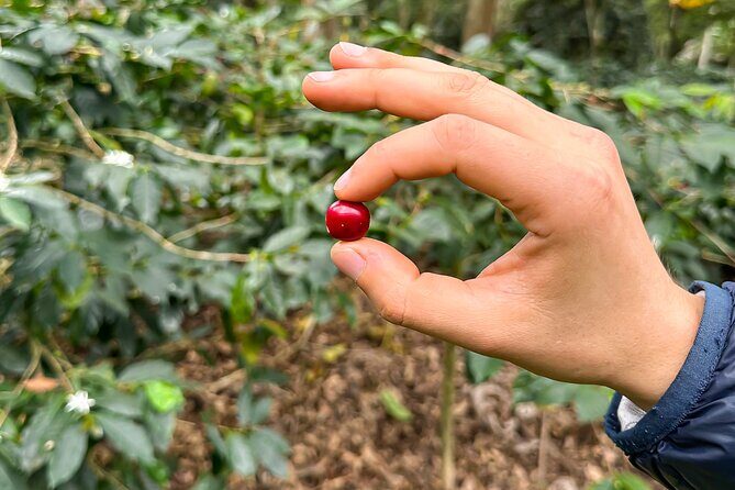 Full Day learning about the Process of the Best Coffee in the World - A Deep Dive Into the Itinerary