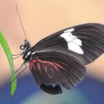 Full-Day Mindo Cloud Forest Tour Birdwatching Waterfalls and Hike - Exploring the Itinerary in Detail