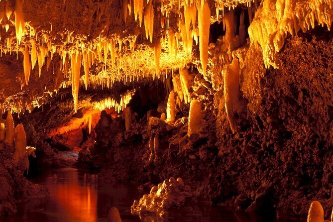 Full-Day Natural Heritage Tour in Barbados with Lunch - Who Should Take This Tour?