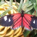 Full Day of Adventures in Mindo Area - Detailed Breakdown of the Itinerary