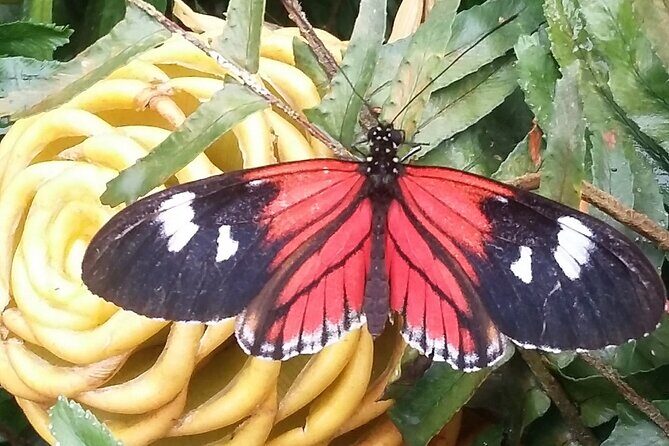 Full Day of Adventures in Mindo Area - Detailed Breakdown of the Itinerary