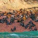 full day of Lima: Paracas and Huacachina ica in luxury mobility! - Authentic Experiences and Traveler Insights