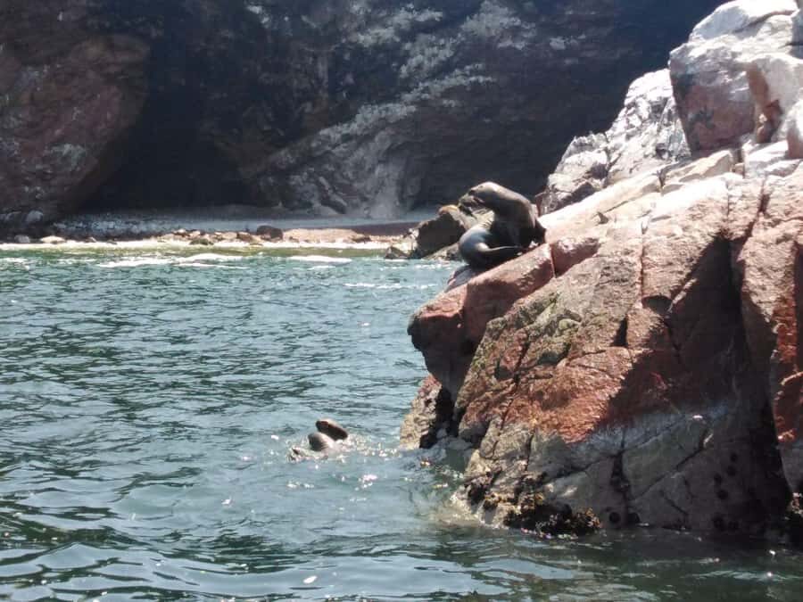 Full Day Paracas - ica from Lima - Practical Tips for a Smooth Day