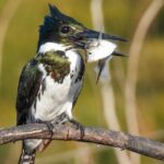 Full day Paraguay River Nature and Wildlife Boat Tour - Final Thoughts: Is It Worth It?