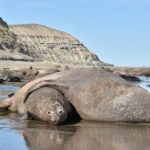 Full Day Peninsula Valdes - optional Whales Watching Navigation - Final Thoughts