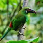 Full-Day Private Birding Tour in La Paz Refuge & Hummingbirds - Final Thoughts