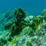 Full Day Private Boat Tour to the Lagoon of Guadeloupe - Authentic Experiences and What You Can Expect