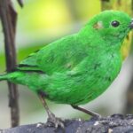 Full-Day Private Cloud Forest Hummingbird Feeders &Quito Old Town - FAQs
