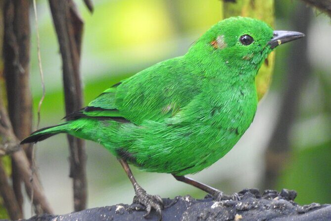 Full-Day Private Cloud Forest Hummingbird Feeders &Quito Old Town - FAQs